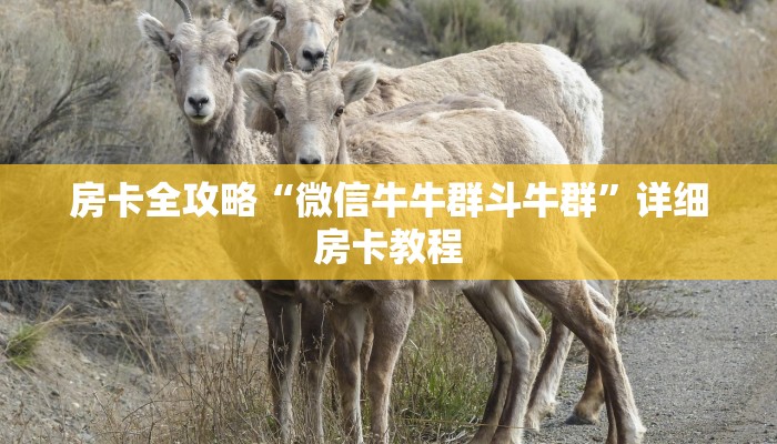 一分钟了解“皇豪互娱牛牛如何购买房卡”房卡链接获取