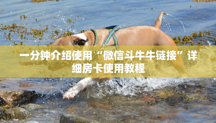 一分钟介绍使用“微信斗牛牛链接”详细房卡使用教程