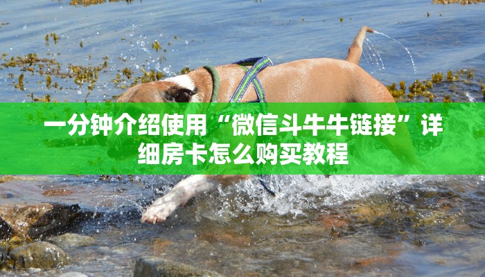 一分钟介绍使用“微信斗牛牛链接”详细房卡怎么购买教程