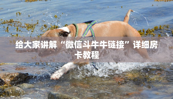 给大家讲解“随意玩房卡哪里买的”房卡链接获取