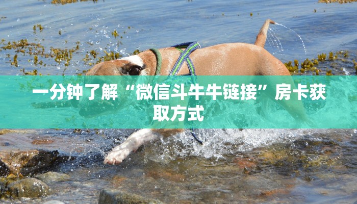 房卡全攻略“新皇豪牛牛金花房卡”详细房卡使用教程