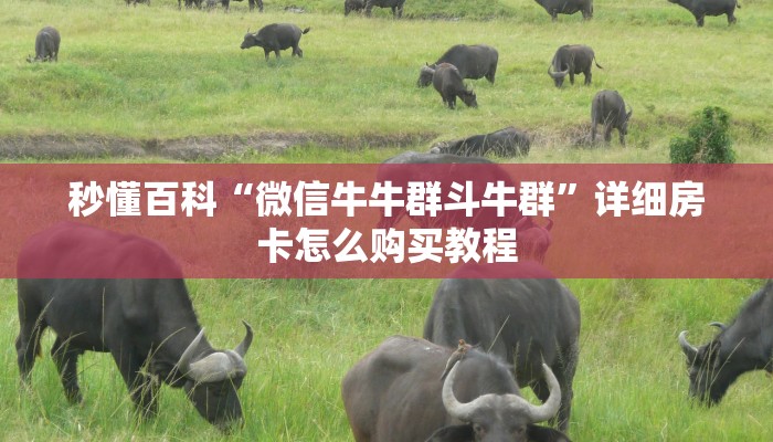 秒懂百科“微信牛牛群斗牛群”详细房卡怎么购买教程