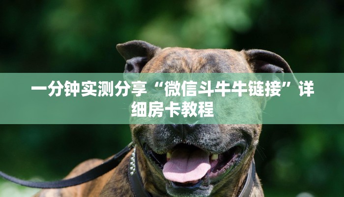 一分钟实测分享“微信斗牛牛链接”详细房卡教程