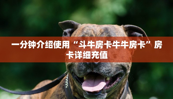 一分钟实测分享“随意玩炸 金花链接房卡哪里有”房卡详细充值