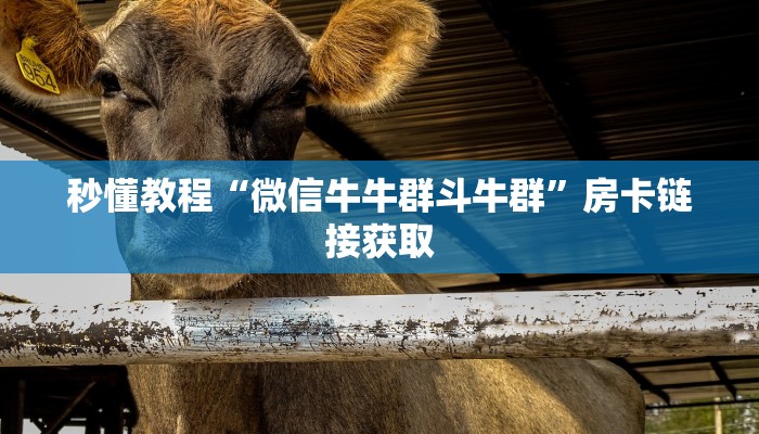 秒懂教程“微信牛牛群斗牛群”房卡链接获取
