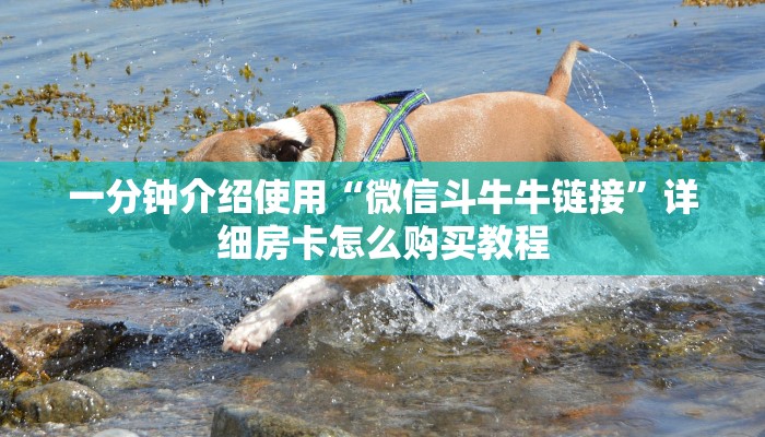 一分钟介绍使用“微信斗牛牛链接”详细房卡怎么购买教程