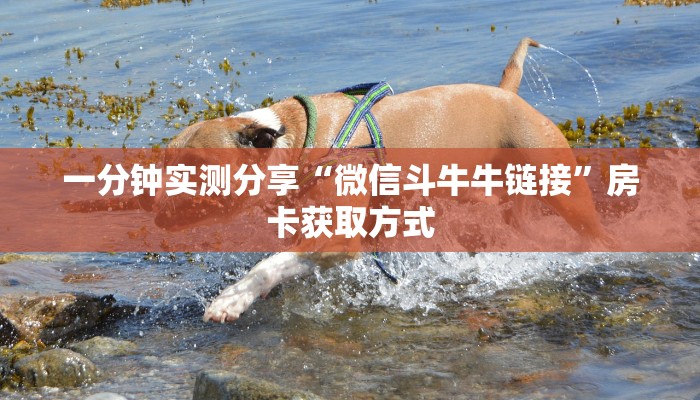 一分钟实测分享“微信斗牛牛链接”房卡获取方式