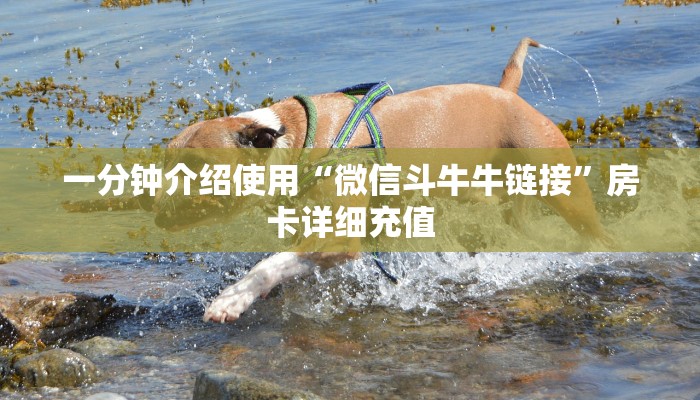 一分钟介绍使用“微信斗牛牛链接”房卡详细充值