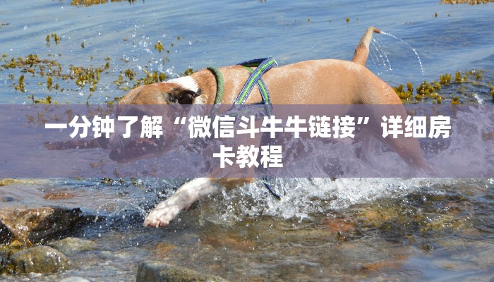 一分钟了解“微信斗牛牛链接”详细房卡教程