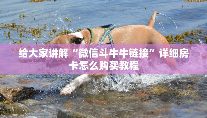 给大家讲解“微信斗牛牛链接”详细房卡怎么购买教程